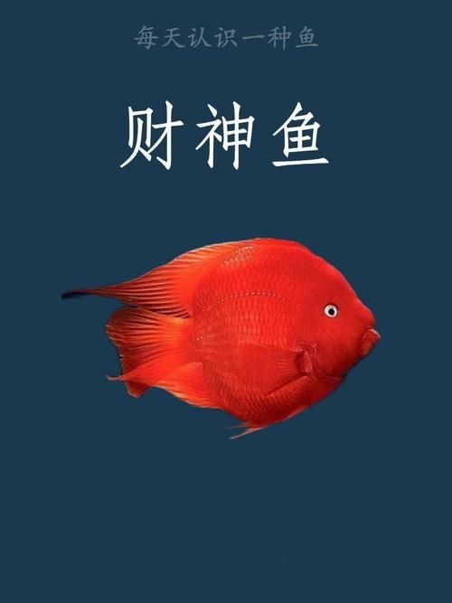 紅財神魚圖片【紅財神魚為什么叫財神魚,發財魚為什么叫財神魚發財魚】 龍魚論壇 第18張 紅財神魚圖片【紅財神魚為什么叫財神魚,發財魚為什么叫財神魚發財魚】 紅財神魚圖片【紅財神魚為什么叫財神魚,發財魚為什么叫財神魚發財魚】 龍魚論壇 第18張
