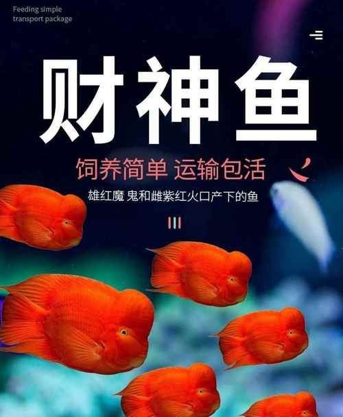 紅財神魚圖片【紅財神魚為什么叫財神魚,發財魚為什么叫財神魚發財魚】 龍魚論壇 第17張 紅財神魚圖片【紅財神魚為什么叫財神魚,發財魚為什么叫財神魚發財魚】 紅財神魚圖片【紅財神魚為什么叫財神魚,發財魚為什么叫財神魚發財魚】 龍魚論壇 第17張