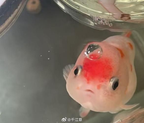 紅財神魚圖片【紅財神魚為什么叫財神魚,發財魚為什么叫財神魚發財魚】 龍魚論壇 第22張 紅財神魚圖片【紅財神魚為什么叫財神魚,發財魚為什么叫財神魚發財魚】 紅財神魚圖片【紅財神魚為什么叫財神魚,發財魚為什么叫財神魚發財魚】 龍魚論壇 第22張