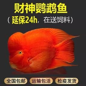 紅財神魚圖片【紅財神魚為什么叫財神魚,發財魚為什么叫財神魚發財魚】 龍魚論壇 第23張 紅財神魚圖片【紅財神魚為什么叫財神魚,發財魚為什么叫財神魚發財魚】 紅財神魚圖片【紅財神魚為什么叫財神魚,發財魚為什么叫財神魚發財魚】 龍魚論壇 第23張