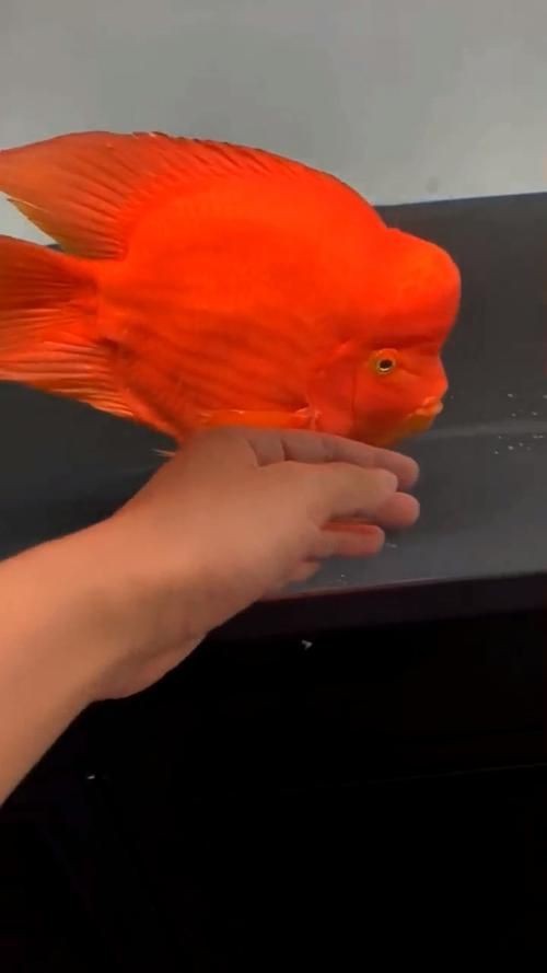 紅財神魚圖片【紅財神魚為什么叫財神魚,發財魚為什么叫財神魚發財魚】 龍魚論壇 第24張 紅財神魚圖片【紅財神魚為什么叫財神魚,發財魚為什么叫財神魚發財魚】 紅財神魚圖片【紅財神魚為什么叫財神魚,發財魚為什么叫財神魚發財魚】 龍魚論壇 第24張