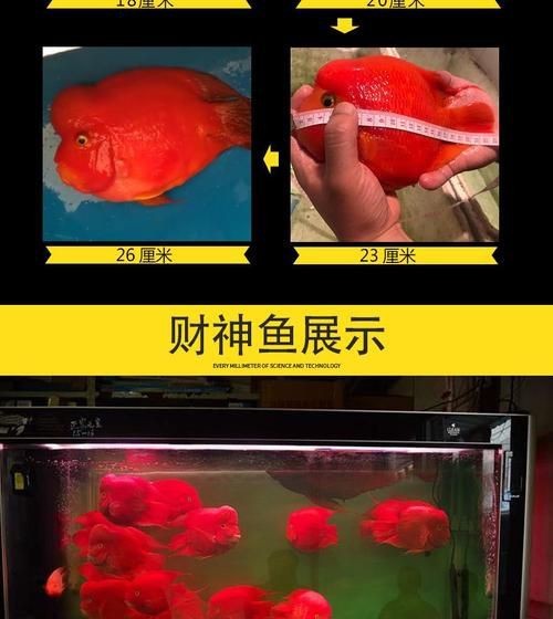 紅財神魚圖片【紅財神魚為什么叫財神魚,發財魚為什么叫財神魚發財魚】 龍魚論壇 第25張 紅財神魚圖片【紅財神魚為什么叫財神魚,發財魚為什么叫財神魚發財魚】 紅財神魚圖片【紅財神魚為什么叫財神魚,發財魚為什么叫財神魚發財魚】 龍魚論壇 第25張