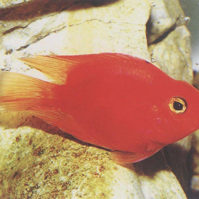 紅財神魚圖片【紅財神魚為什么叫財神魚,發財魚為什么叫財神魚發財魚】 龍魚論壇 第31張 紅財神魚圖片【紅財神魚為什么叫財神魚,發財魚為什么叫財神魚發財魚】 紅財神魚圖片【紅財神魚為什么叫財神魚,發財魚為什么叫財神魚發財魚】 龍魚論壇 第31張