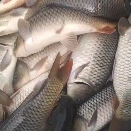 鯉魚多少錢一斤現在市場價【2025年8月4日全國主要批發市場鯉魚價格行情】