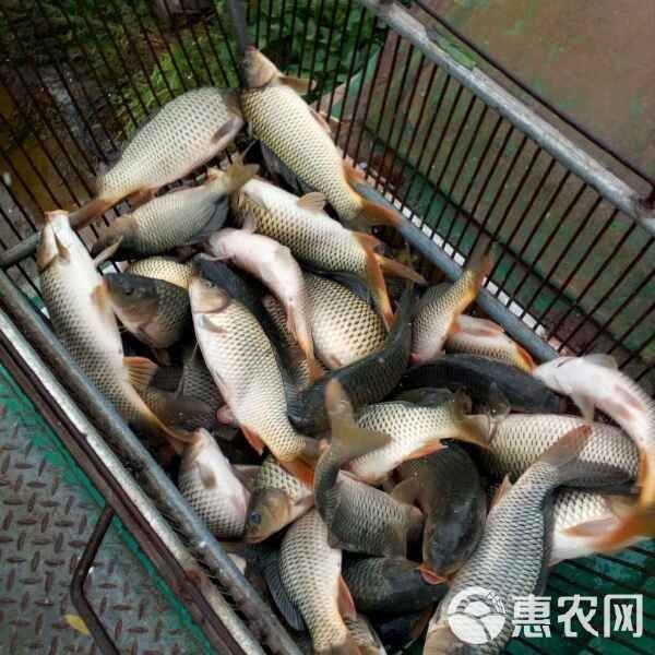 鯉魚多少錢一斤現在市場價【2025年8月4日全國主要批發市場鯉魚價格行情】