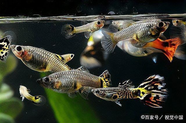 龍魚經常一抖甩頭【養魚老道，龍魚經常一抖甩頭，寵物的好搭檔】