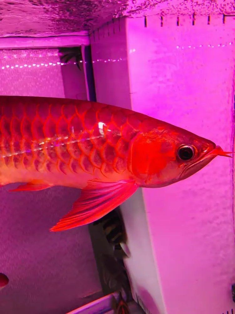 龍魚之家官網【《龍魚之家官網：龍魚愛好者的專屬天地》】
