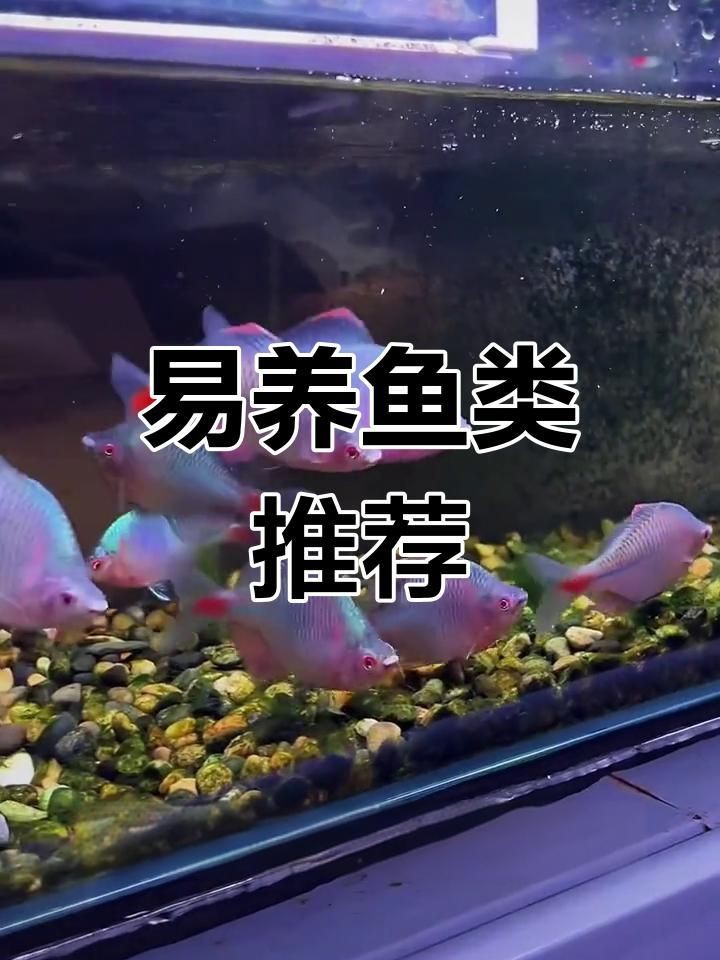 十大便宜好養的魚【十大便宜好養的觀賞魚，適合初學者的觀賞魚,皮實易養】