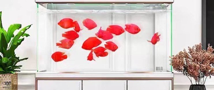 森森魚缸80cm大全【《森森魚缸80cm大全》森森魚缸80cm大全6500k正白森森魚缸】