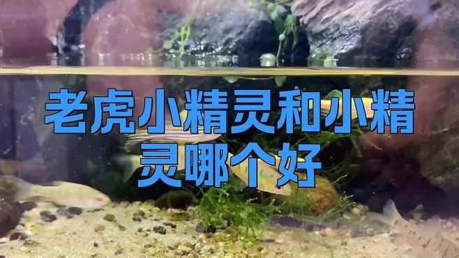 老虎小精靈魚的優缺點【《老虎小精靈魚的優缺點》】