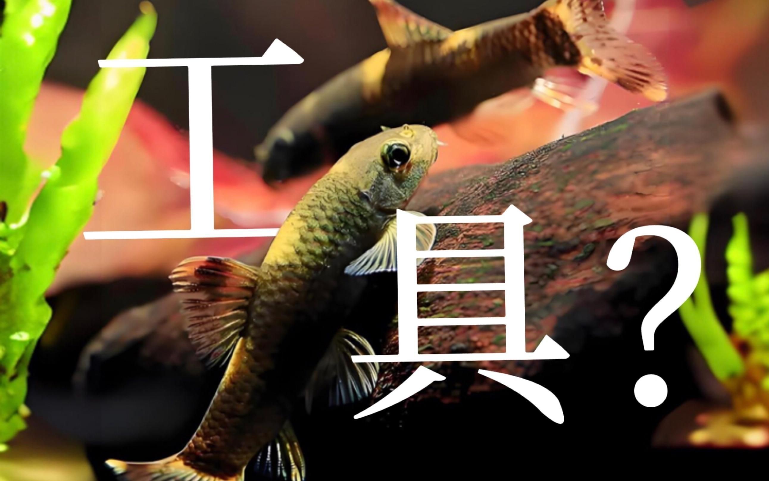 老虎小精靈魚的優缺點【《老虎小精靈魚的優缺點》】