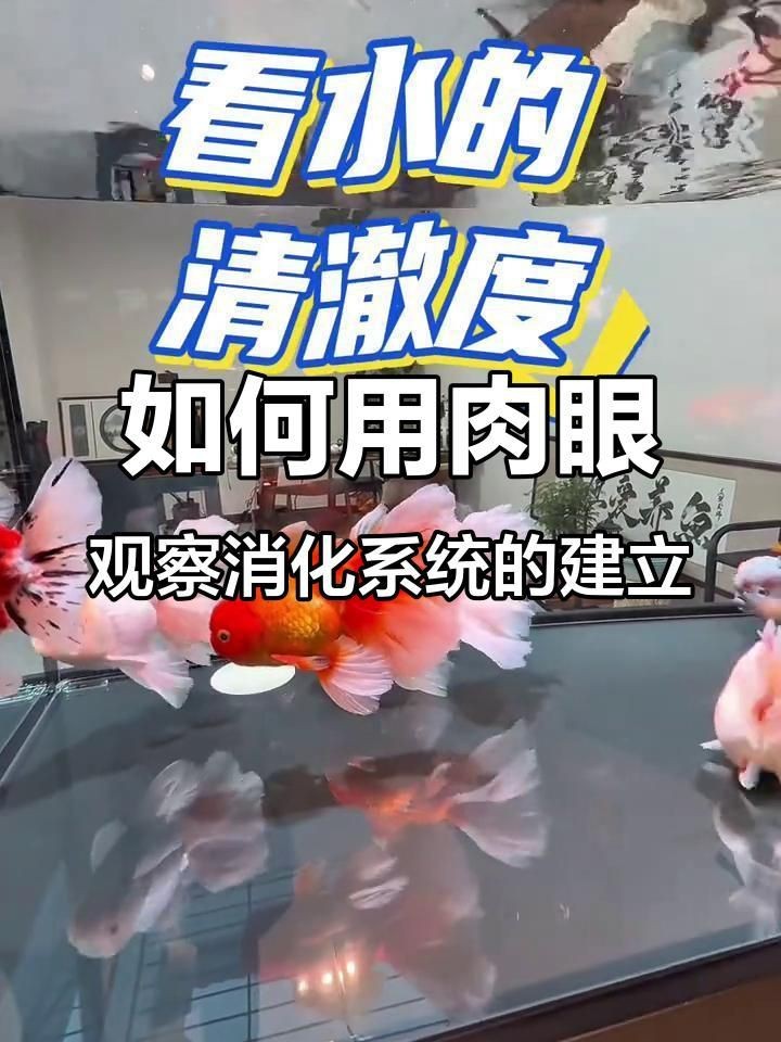 如何判斷裸缸硝化系統是否建立？【如何通過水質檢測判斷魚缸硝化系統是否建立】
