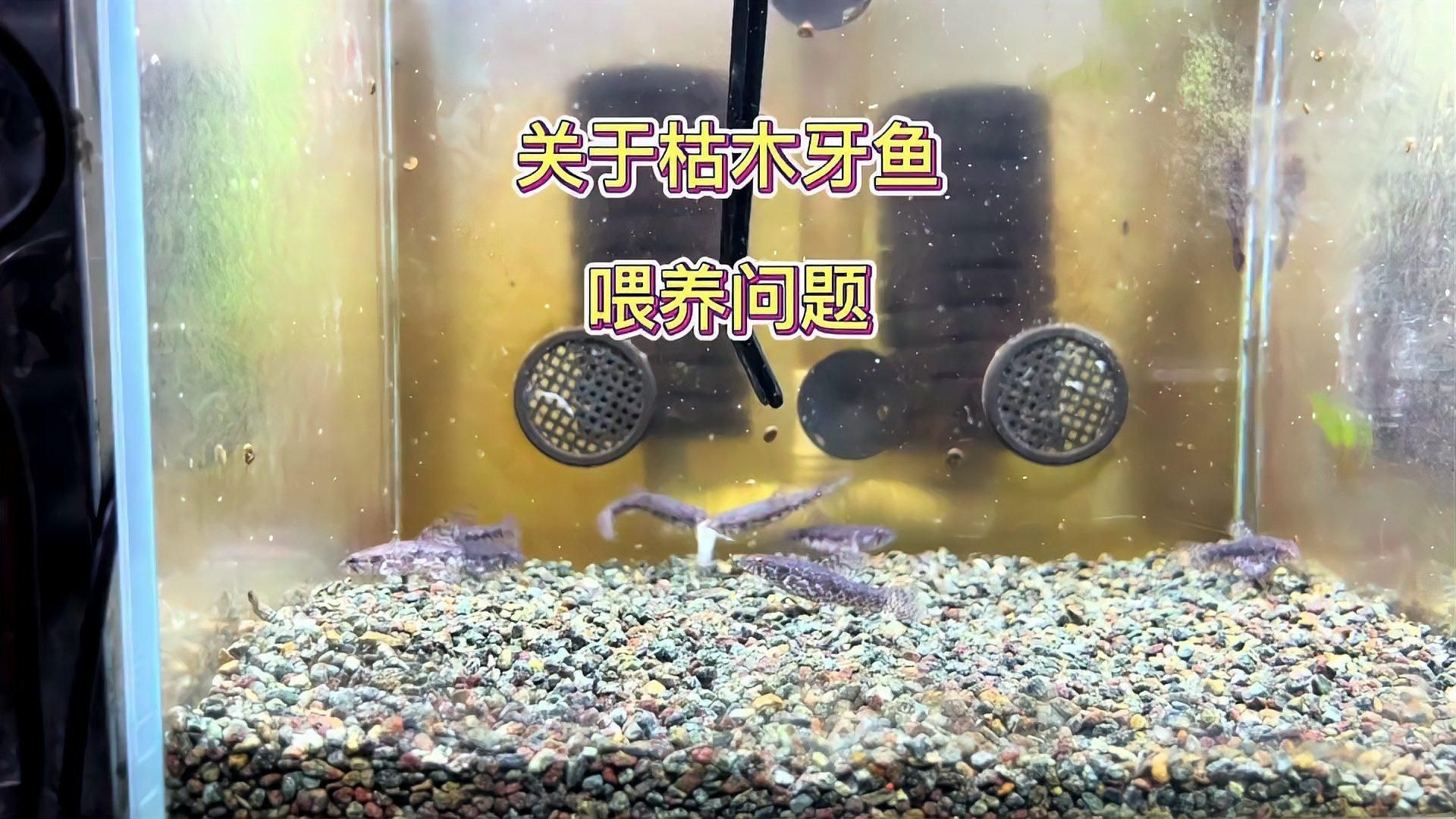 枯木牙魚(yú)【【怪好玩兒】南美牙魚(yú)，道不明的陽(yáng)剛之美】