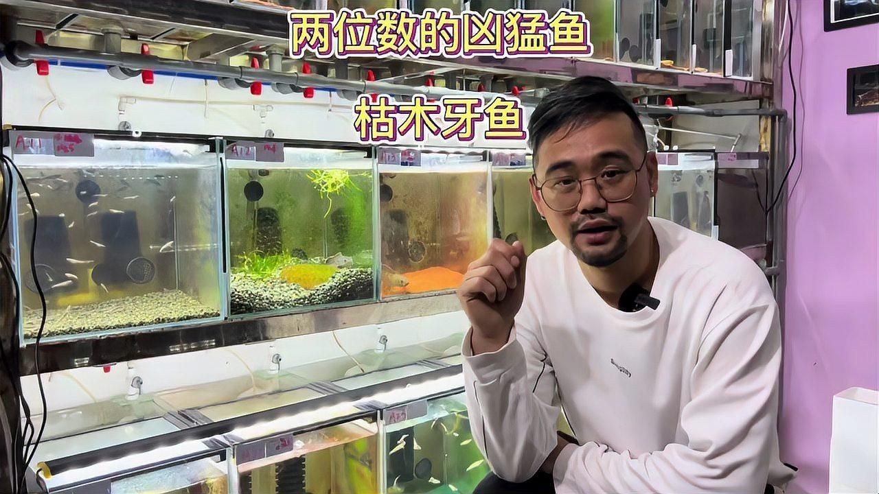 枯木牙魚(yú)【【怪好玩兒】南美牙魚(yú)，道不明的陽(yáng)剛之美】