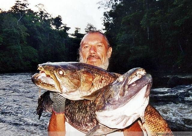 枯木牙魚(yú)【【怪好玩兒】南美牙魚(yú)，道不明的陽(yáng)剛之美】