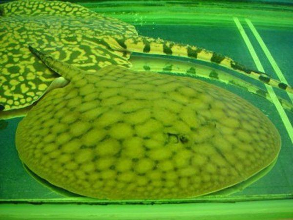 魟魚和鰩魚外形的區別【hong]魚和鰩魚的區別】