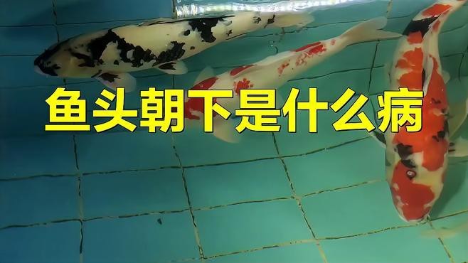 龍魚頭朝上尾朝下會死嗎？【龍魚頭朝上尾朝下怎么救】