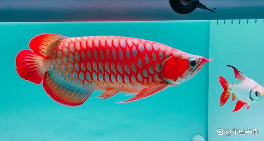 龍魚除蟲后需要換水嗎？【龍魚除蟲后多久需要換水？】