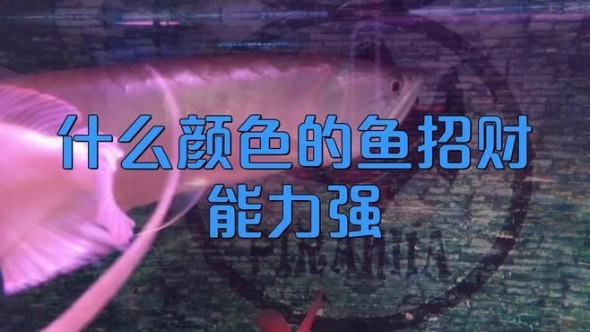 藍面財神魚和紅財魚哪個招財【什么顏色的魚招財能力強】