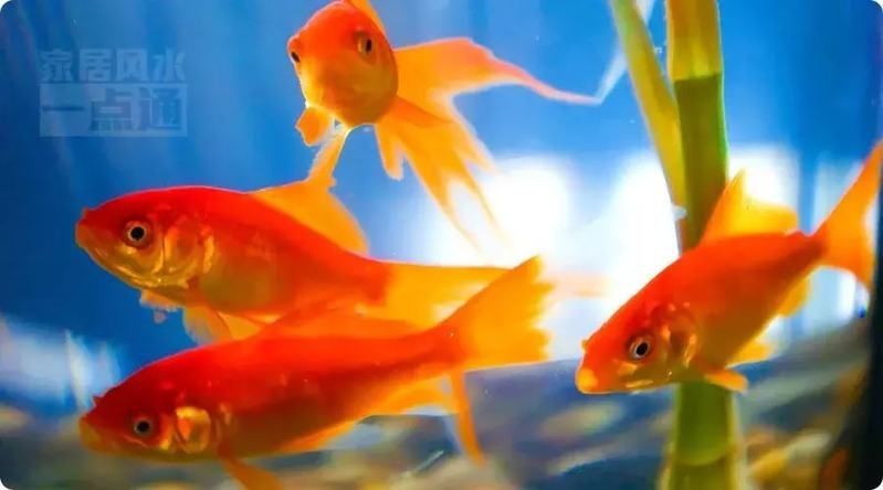 藍面財神魚和紅財魚哪個招財【什么顏色的魚招財能力強】