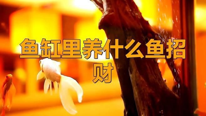 藍面財神魚和紅財魚哪個招財【什么顏色的魚招財能力強】