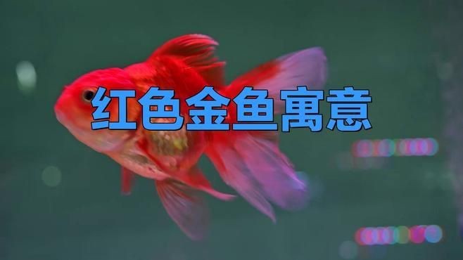 藍面財神魚和紅財魚哪個招財【什么顏色的魚招財能力強】