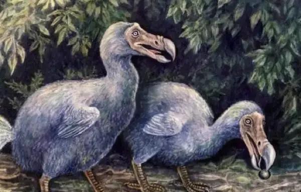 十大已滅絕的鳥【《十大辛那提的動物園》之年辛已滅絕的鳥】