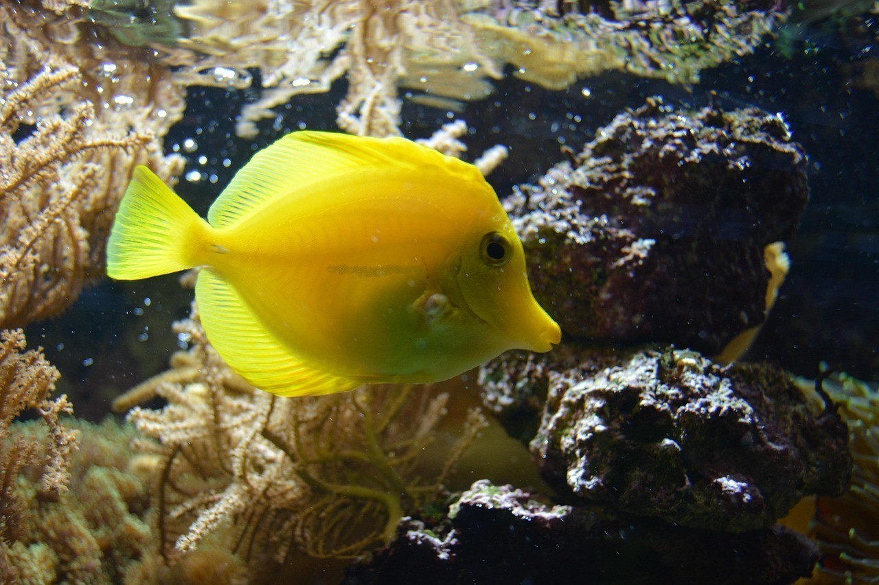 龍魚名字招財霸氣【招財霸氣的龍魚名字大全】