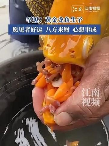 金龍魚剛出生圖片真實(shí)【金龍魚從卵到成魚的成長記錄與啟示,心靈的游樂場】