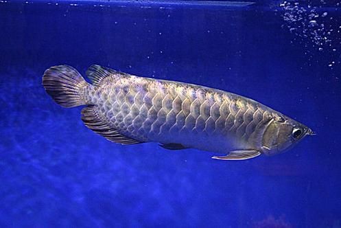 金龍魚剛出生圖片真實(shí)【金龍魚從卵到成魚的成長記錄與啟示,心靈的游樂場】