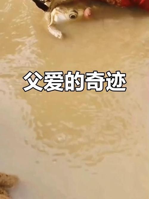 金龍魚剛出生圖片真實(shí)【金龍魚從卵到成魚的成長記錄與啟示,心靈的游樂場】