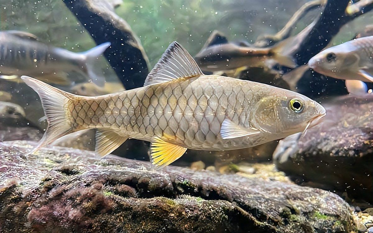 鼓魚可以和龍魚混養嗎，金鼓魚可以和龍魚混養嗎