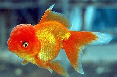 金魚(yú)突然死了要警惕【養(yǎng)魚(yú)老道，為什么金魚(yú)會(huì)突然死了】