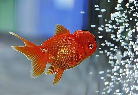 金魚(yú)突然死了要警惕【養(yǎng)魚(yú)老道，為什么金魚(yú)會(huì)突然死了】