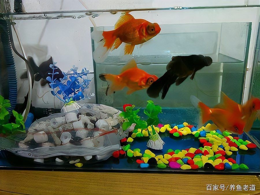 金魚(yú)突然死了要警惕【養(yǎng)魚(yú)老道，為什么金魚(yú)會(huì)突然死了】