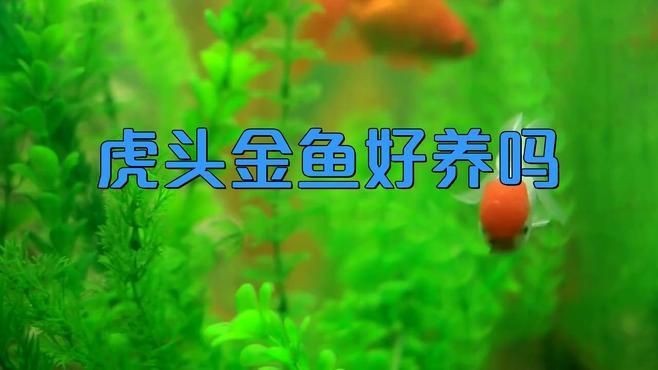 虎頭金魚好養嗎【虎頭金魚好養嗎,小小寵物說】