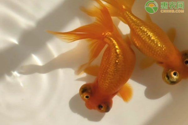 虎頭金魚好養嗎【虎頭金魚好養嗎,小小寵物說】