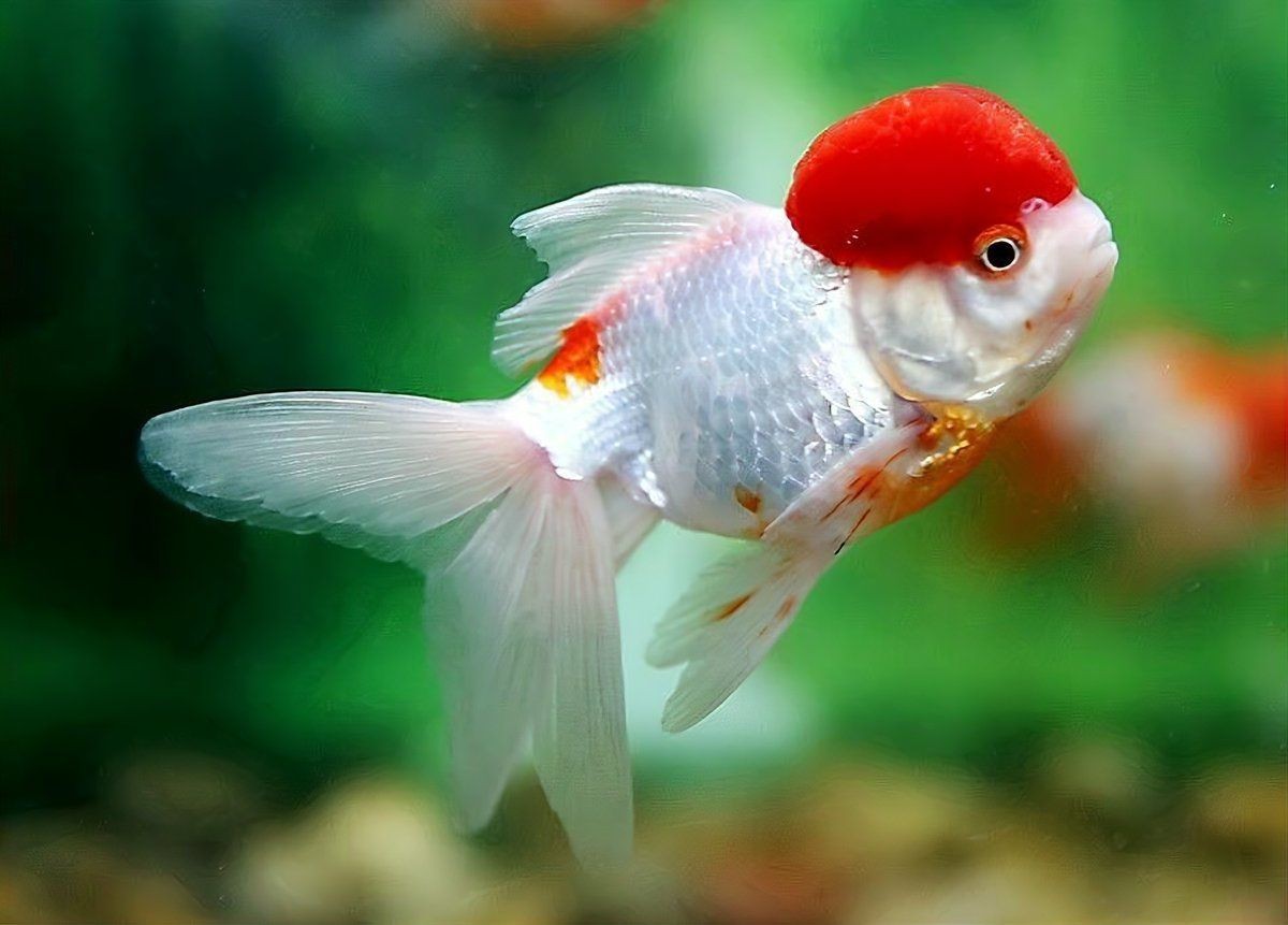 虎頭金魚好養嗎【虎頭金魚好養嗎,小小寵物說】