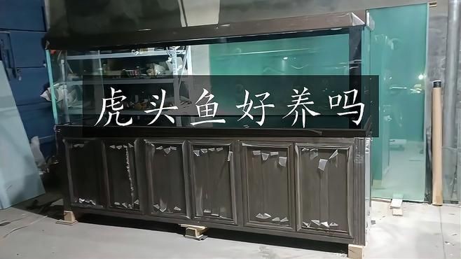 虎頭金魚好養嗎【虎頭金魚好養嗎,小小寵物說】