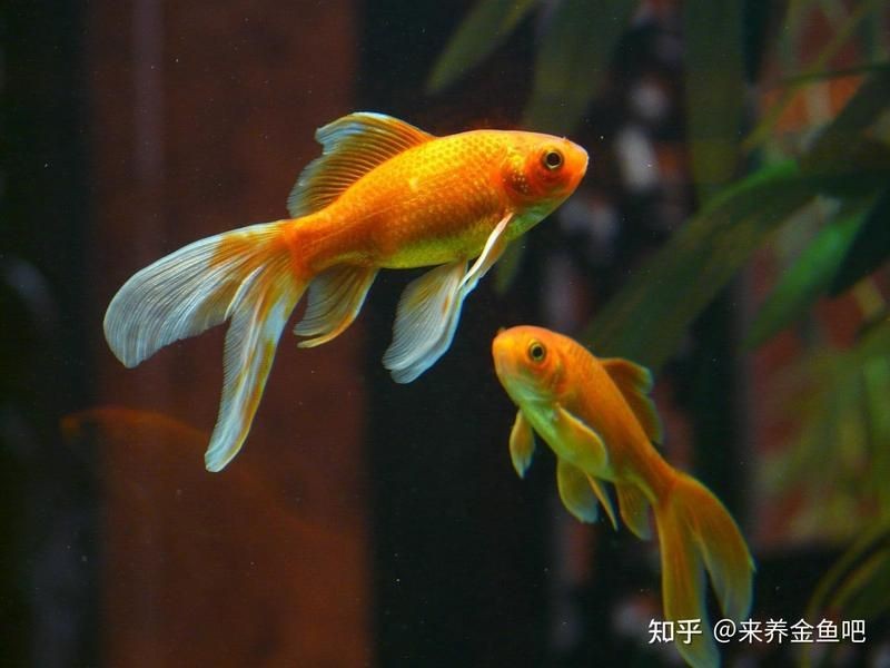 虎頭金魚好養嗎【虎頭金魚好養嗎,小小寵物說】