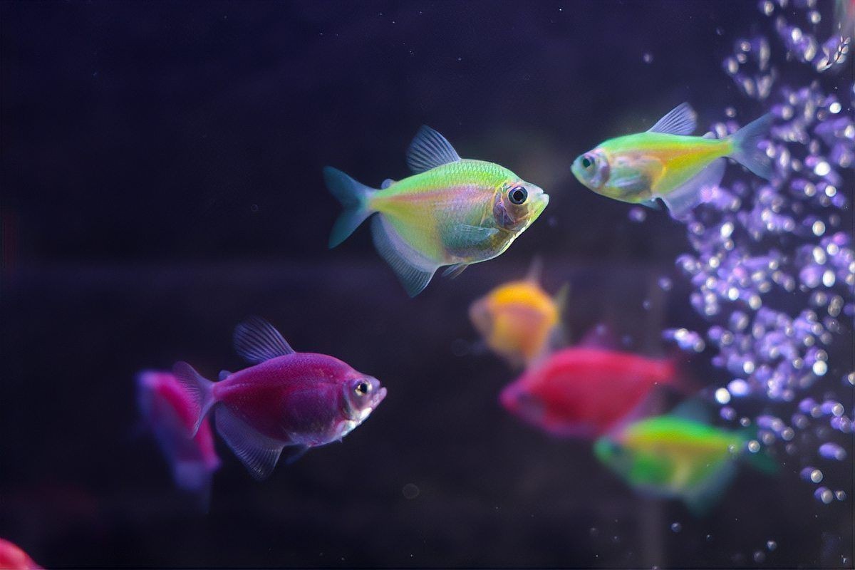 麗麗魚為什么很少人養【《麗麗魚為什么很少人養》麗麗魚為什么很少人養萌寵風向標】