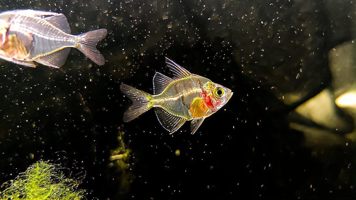 麗麗魚為什么很少人養【《麗麗魚為什么很少人養》麗麗魚為什么很少人養萌寵風向標】