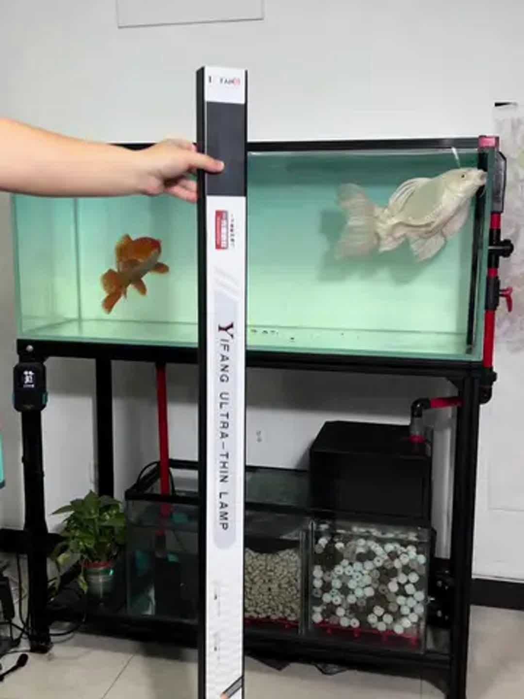 龍魚發色燈和增艷燈什么區別【龍魚發色燈與增艷燈的區別】