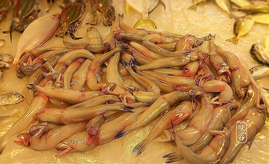 水鼻涕魚多少錢一斤【水鼻涕魚價格】