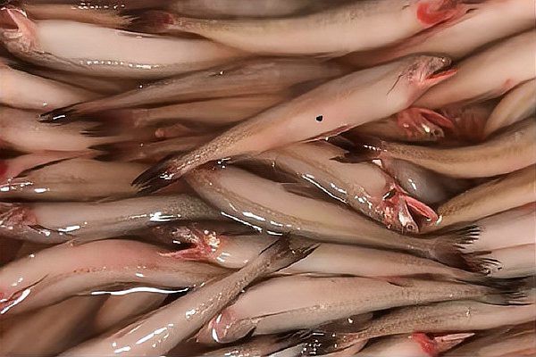 水鼻涕魚多少錢一斤【水鼻涕魚價格】