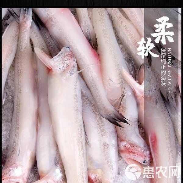 水鼻涕魚多少錢一斤【水鼻涕魚價格】