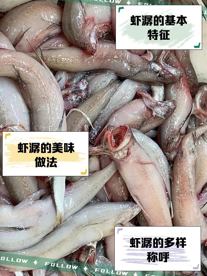 水鼻涕魚多少錢一斤【水鼻涕魚價格】