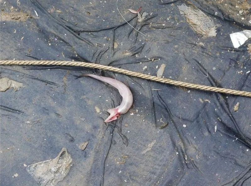 水鼻涕魚多少錢一斤【水鼻涕魚價格】