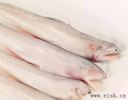 水鼻涕魚多少錢一斤【水鼻涕魚價格】