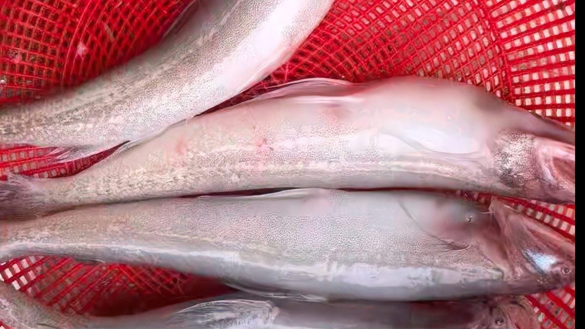 水鼻涕魚多少錢一斤【水鼻涕魚價格】